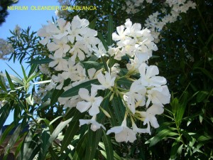 Nerium oleander 'Casablanca'